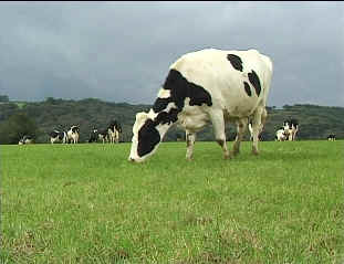 dairy cattle grazing